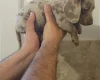 Dachshund (Miniature Smooth Haired)