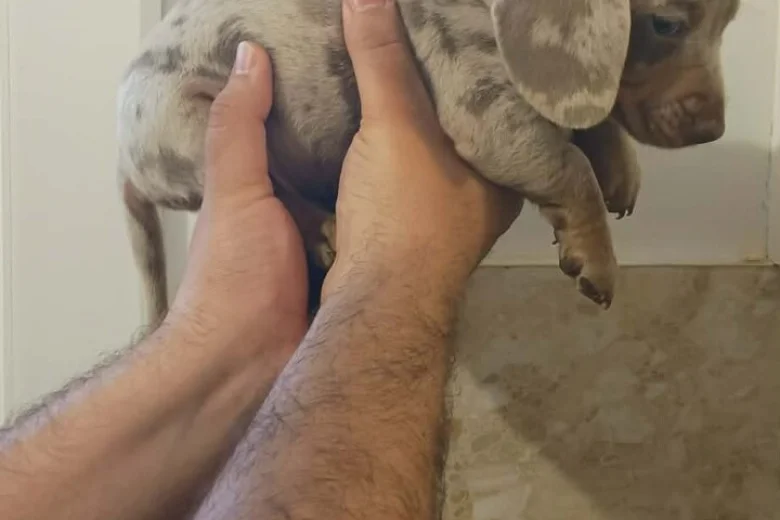 Dachshund (Miniature Smooth Haired)