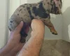 Dachshund (Miniature Smooth Haired)