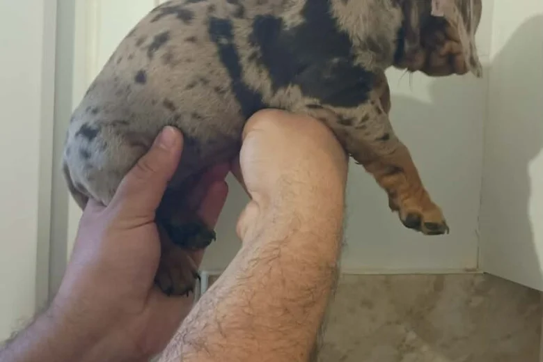 Dachshund (Miniature Smooth Haired)