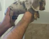Dachshund (Miniature Smooth Haired)