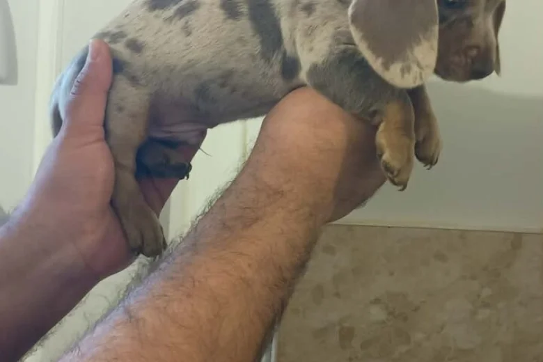 Dachshund (Miniature Smooth Haired)