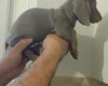 Dachshund (Miniature Smooth Haired)