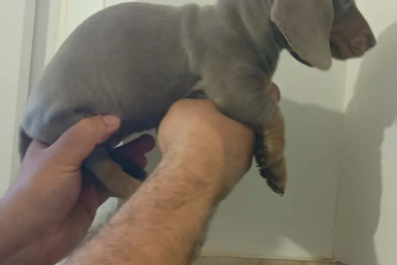 Dachshund (Miniature Smooth Haired)