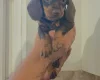 Dachshund (Miniature Smooth Haired)