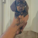 Dachshund (Miniature Smooth Haired)