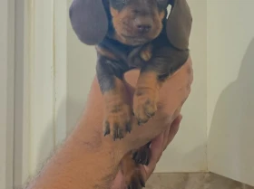 Dachshund (Miniature Smooth Haired)