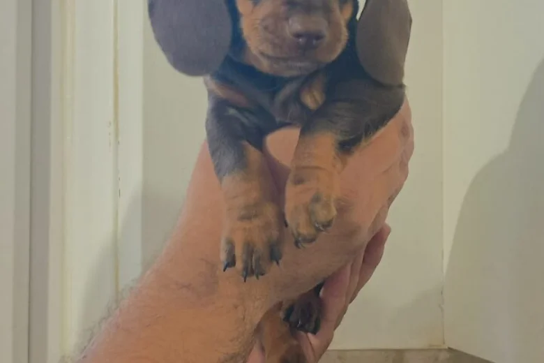 Dachshund (Miniature Smooth Haired)
