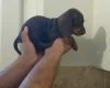 Dachshund (Miniature Smooth Haired)