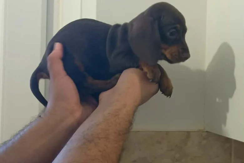 Dachshund (Miniature Smooth Haired)