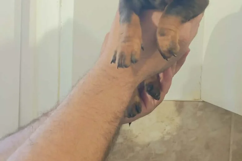 Dachshund (Miniature Smooth Haired)