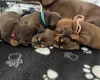 Dachshund (Miniature Smooth Haired)
