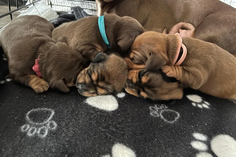 Dachshund (Miniature Smooth Haired)