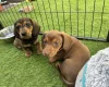 Dachshund (Miniature Smooth Haired)
