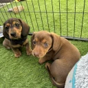 Dachshund (Miniature Smooth Haired)