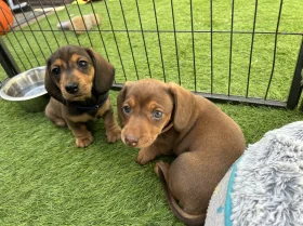 Dachshund (Miniature Smooth Haired)