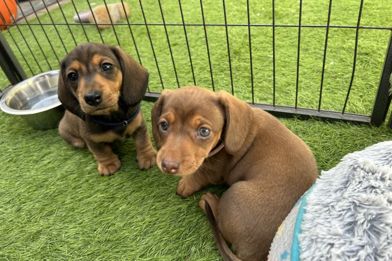 Dachshund (Miniature Smooth Haired)