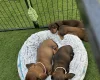 Dachshund (Miniature Smooth Haired)
