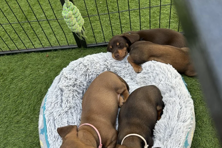 Dachshund (Miniature Smooth Haired)