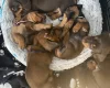 Dachshund (Miniature Smooth Haired)