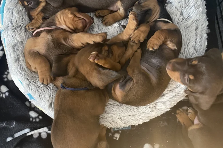Dachshund (Miniature Smooth Haired)