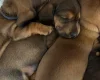 Dachshund (Miniature Smooth Haired)