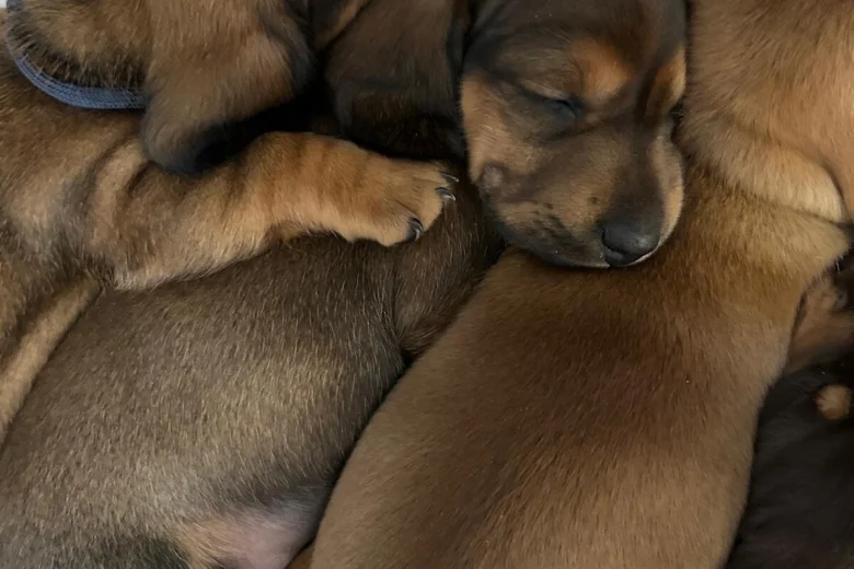 Dachshund (Miniature Smooth Haired)