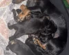 Dachshund (Smooth Haired)