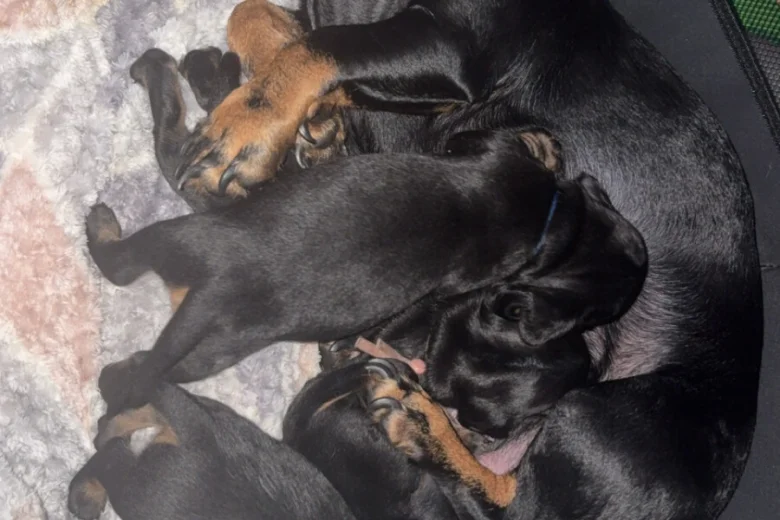 Dachshund (Smooth Haired)