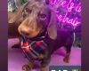 Dachshund (Miniature Smooth Haired)