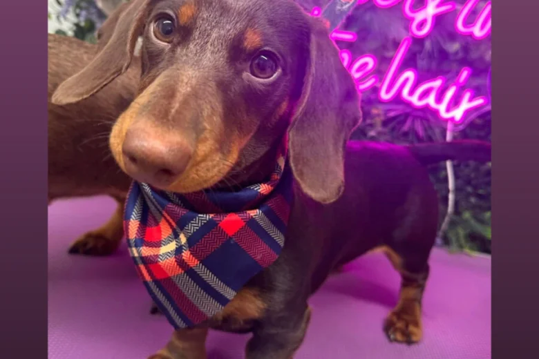 Dachshund (Miniature Smooth Haired)