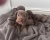 Dachshund (Miniature Smooth Haired)