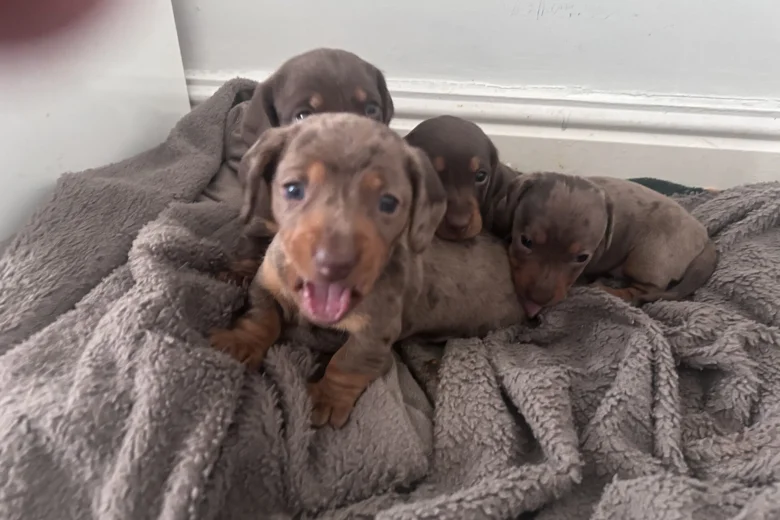 Dachshund (Miniature Smooth Haired)