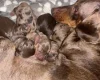 Dachshund (Miniature Smooth Haired)