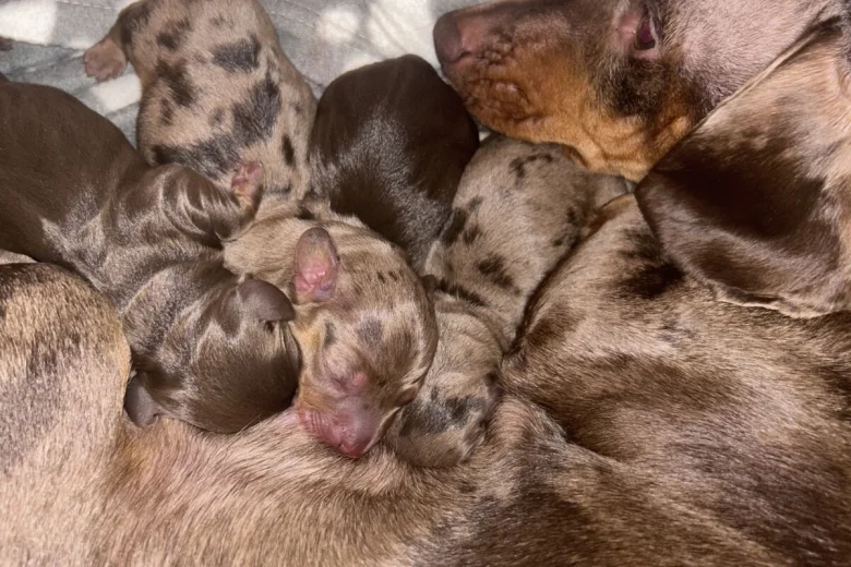 Dachshund (Miniature Smooth Haired)