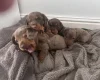 Dachshund (Miniature Smooth Haired)