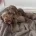 Dachshund (Miniature Smooth Haired)