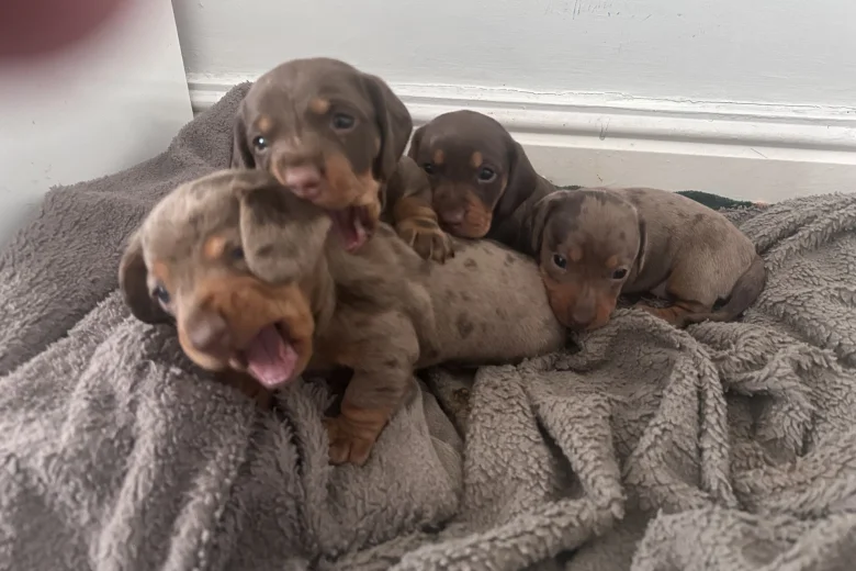 Dachshund (Miniature Smooth Haired)