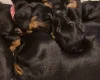 Dachshund (Smooth Haired)