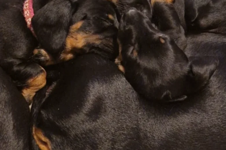 Dachshund (Smooth Haired)
