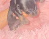 Dachshund (Smooth Haired)