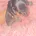 Dachshund (Smooth Haired)