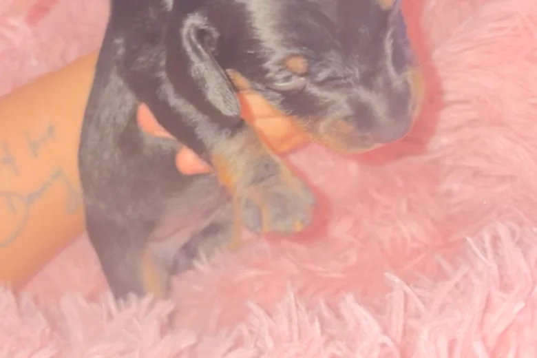Dachshund (Smooth Haired)
