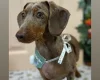 Dachshund (Miniature Smooth Haired)