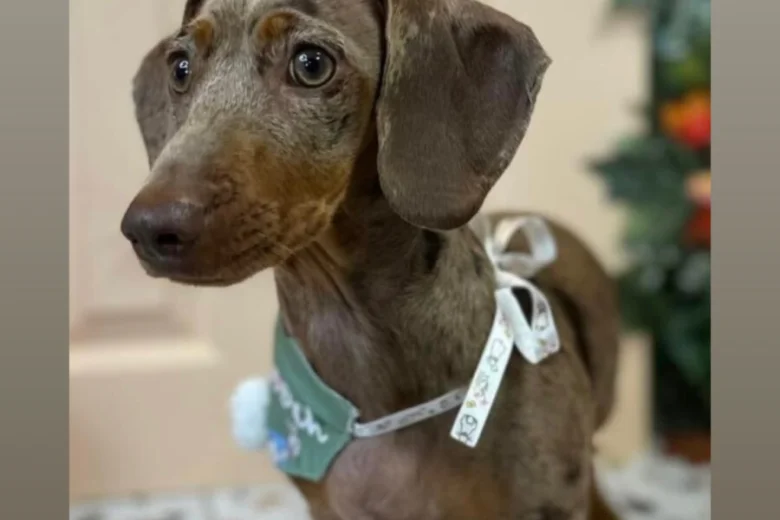 Dachshund (Miniature Smooth Haired)