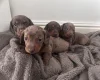 Dachshund (Miniature Smooth Haired)