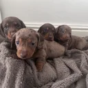 Dachshund (Miniature Smooth Haired)