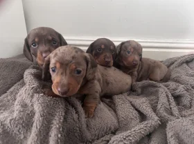 Dachshund (Miniature Smooth Haired)