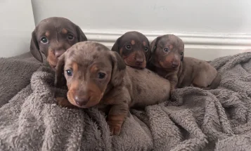 Dachshund (Miniature Smooth Haired)