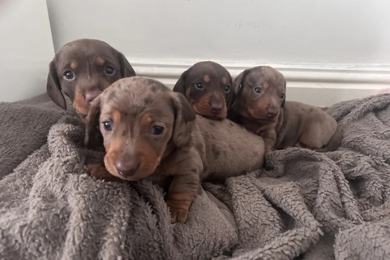 Dachshund (Miniature Smooth Haired)